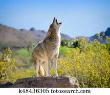 coiote, uive, em, sudoeste americano