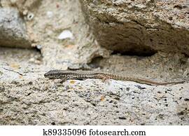 Common wall lizard sunbathing