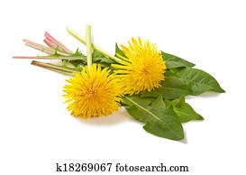 dandelion dandelion
