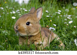 Easter Rabbit Easter Rabbit