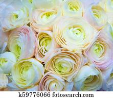 floral background of peach roses floral background of peach roses