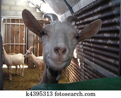 Funny goat Funny goat