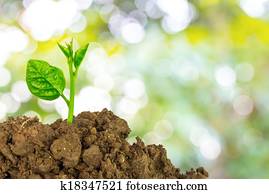 Young green plant of soil