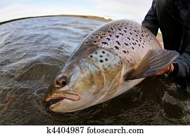 Beautiful brown trout Beautiful brown trout