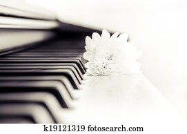 Close-up detail of piano keyboard and flower in monochrome Close-up detail of piano keyboard and flower in monochrome