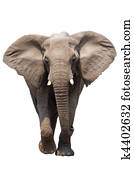 elefante, isolado