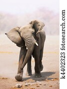 Elephant bull charging Elephant bull charging