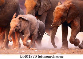 Elephants herd running Elephants herd running