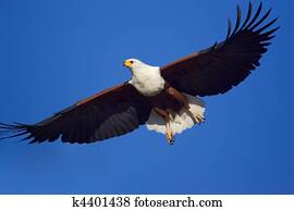 Fish Eagle