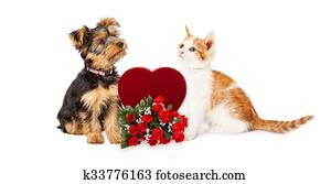 hundebaby, und, katzenbaby, feiern, valentines tag hundebaby, und, katzenbaby, feiern, valentines tag