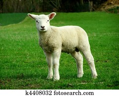 Lamb Lamb