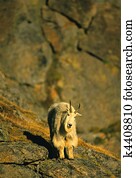 Male Mountain Goat
