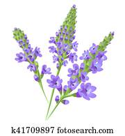 Purple flowers. Verbena . Vector. Purple flowers. Verbena . Vector.