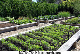 Vegetable garden Vegetable garden