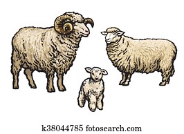 White sheep isolated White sheep isolated