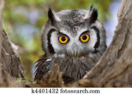 Whitefaced Owl Whitefaced Owl