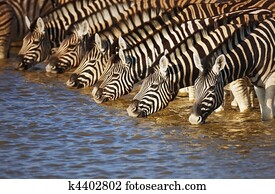 zebras, bebendo