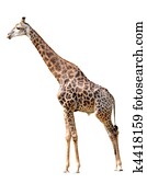 animal giraffe isolated