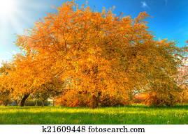 Beautiful autumn tree with fallen dry leaves