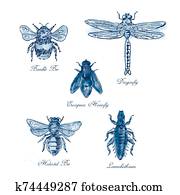 Bumble Bee, European Hoverfly, Dragonfly, Hlalactid Bee, and Lice Vintage Collection Bumble Bee, European Hoverfly, Dragonfly, Hlalactid Bee, and Lice Vintage Collection