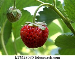 Strawberry Strawberry