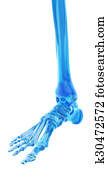 Musculoskeletal Illustrations and Clipart. 1,344 musculoskeletal