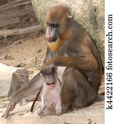 animal monkey mandrill