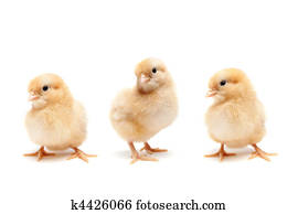 Baby chicks isolated on white