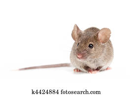 grey mouse isolated on white grey mouse isolated on white
