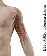 Male muscles Male muscles