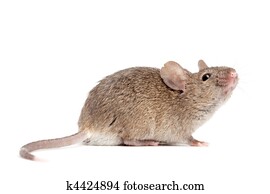 rato, cima, isolado, branco