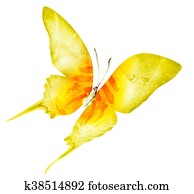 Watercolor butterfly , isolated on white Watercolor butterfly , isolated on white