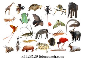 wild animal collection isolated