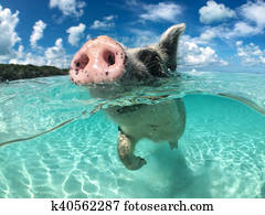 Wild, swiming pig on Big Majors Cay in The Bahamas Wild, swiming pig on Big Majors Cay in The Bahamas