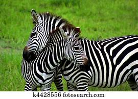 zebras