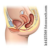 מערכת של רבייה נקבה