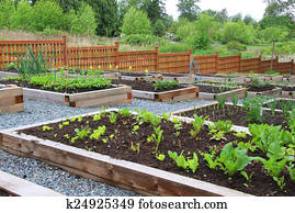 Community vegetable garden Community vegetable garden
