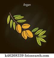 Argan, Argania spinosa Argan, Argania spinosa