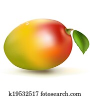 Fresh Mango Fresh Mango
