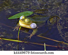 frog in marsh frog in marsh