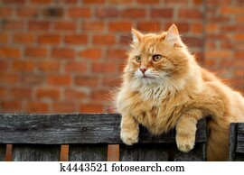 Red cat Red cat