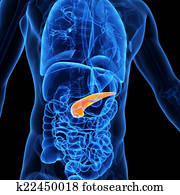 the pancreas the pancreas