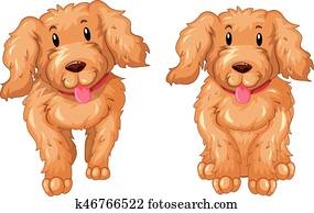 dois, filhotes cachorro, com, marrom, pele