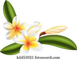 frangipani, o, plumeria, flor