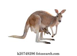 kangaroo with joey kangaroo with joey