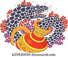 Moray Moray