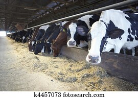 vaca, fazenda, agricultura, bovino, leite