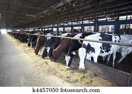 פרה, חוה, חקלאות, *כמו פרה, חלוב