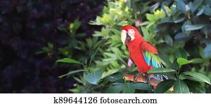 Beautiful colorful Ara macao parrot on a branch in a rainforest