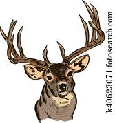 Deer Deer